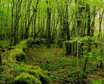 Lire la suite à propos de l’article Consultation du public : Projet de révision du plan départemental de protection des forêts contre l’incendie 5.11- 5.12.2024